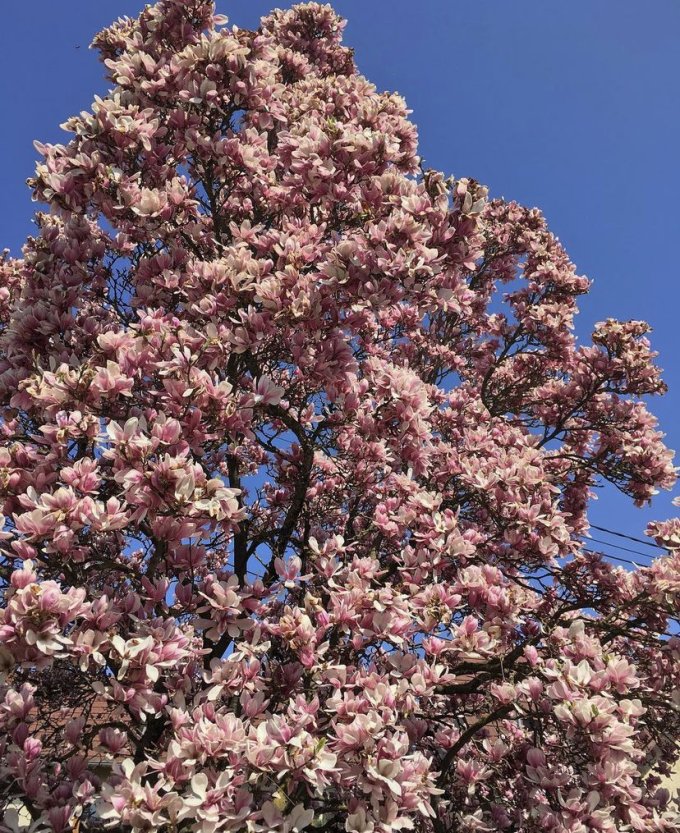 Nos plantes préférées du printemps photo 8